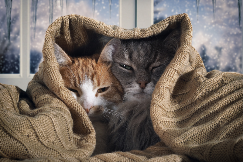 Is Your Heating System Ready for This Winter? Two cats hide under a blanket.